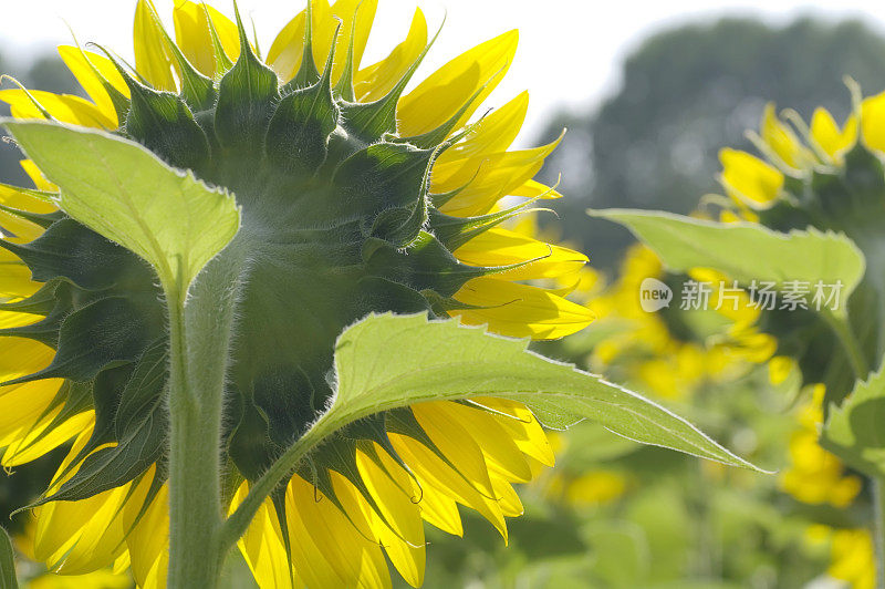 向日葵田(Helianthus annuus)(背光)